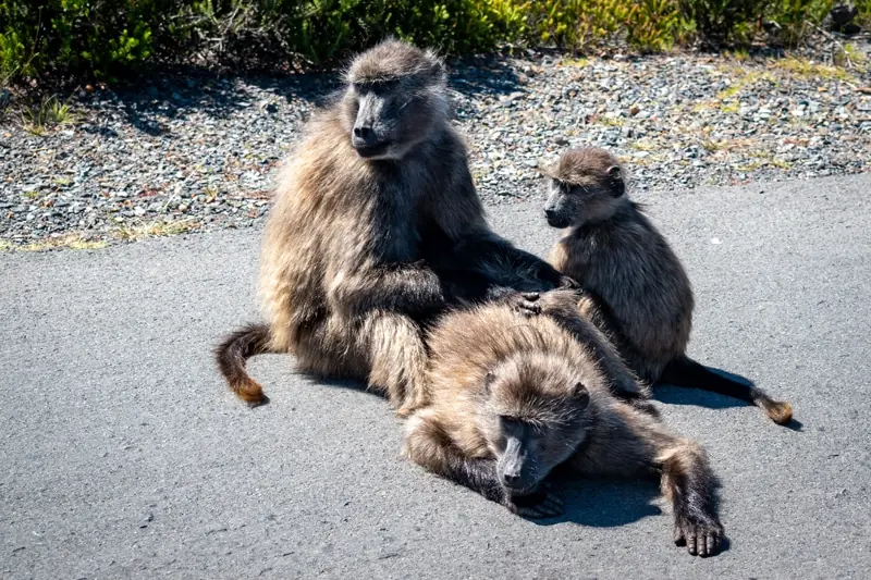 Amabutho en famille