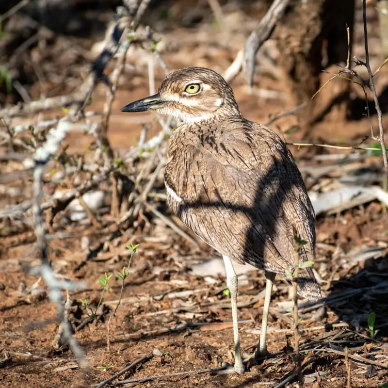 Ibhodlela garde un œil sur vous