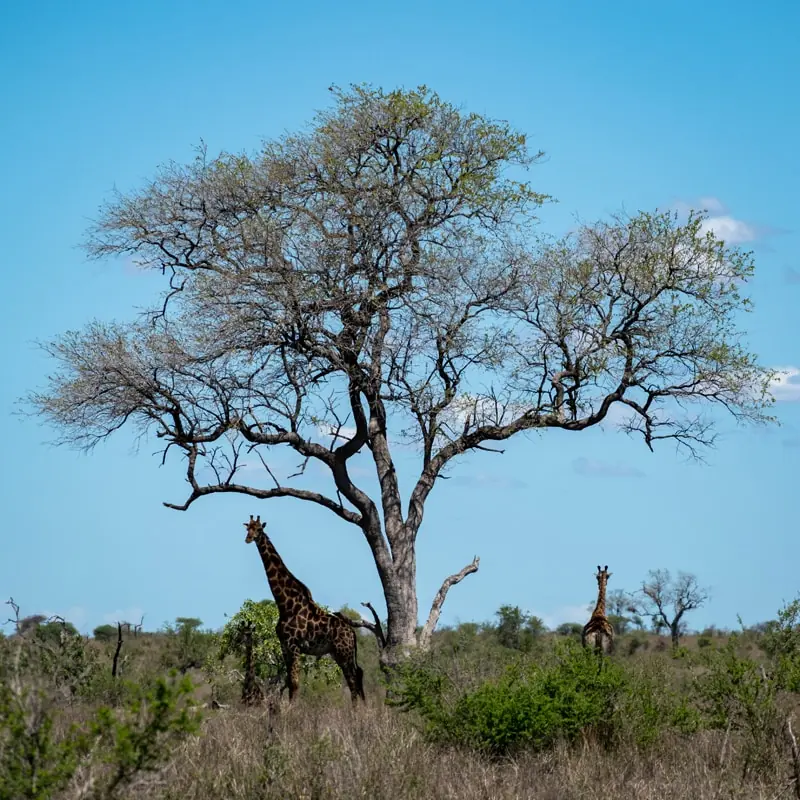 Ibhulukwe a trop chaud