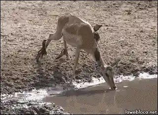 Un crocodile qui se jette sur une antilope !