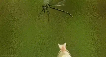 Field Guide To Insects Of South Africa - Mike Picker