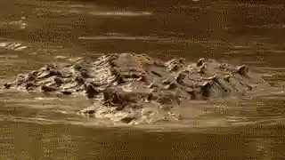 Un crocodile qui nage lentement...