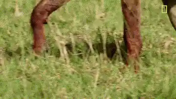 Pattes d'un animal traversant l'herbe haute