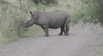 Rhinocéros blanc campé face à la voiture sur une piste