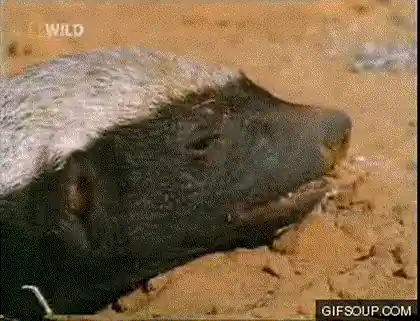 le ratel sent une odeur