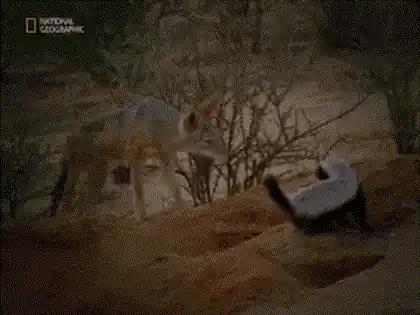 Un ratel fouille le sol dans la nuit