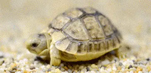 Bébé tortue sur les graviers