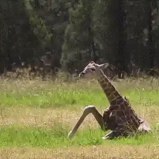 Girafon qui se relève dans l'herbe
