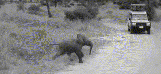 Un petit éléphant qui traverse un chemin en Afrique du Sud.