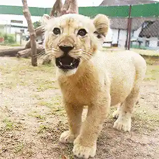 L'année du Lion - Deon Meyer