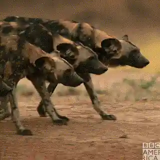 Le Lycaons, un chien sauvage démocratique 🤨