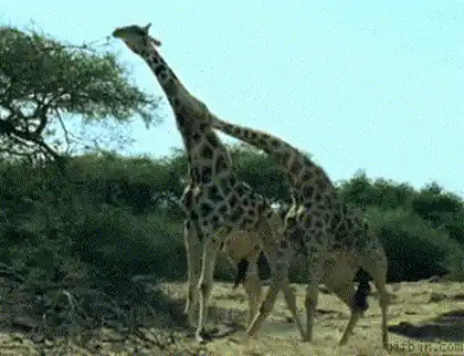 Girafe broutant la cime d'un acacia