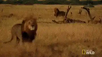 Lion mĂąle s'approchant de lionnes autour d'une carcasse