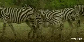 ZĂšbres marchant en file dans la savane