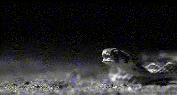 Serpent gueule ouverte, prêt à mordre
