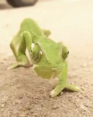Caméléon avançant pas à pas sur le sable