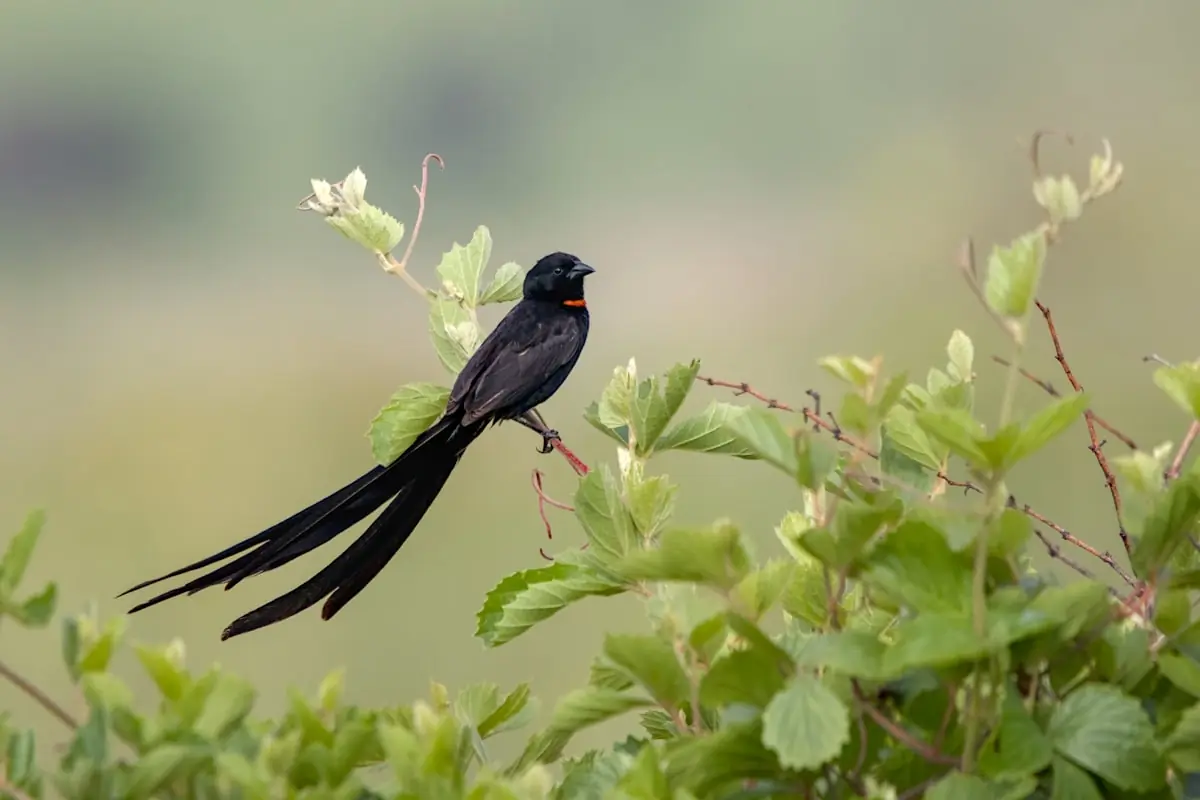 A black bird sitting on top of a tree branch