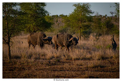 Super buffles au parck kruger en self drive