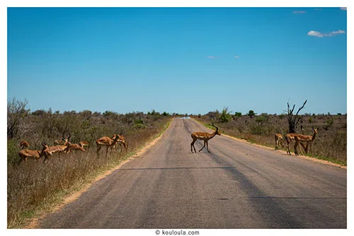 quelques impala sur la route au parck kruger
