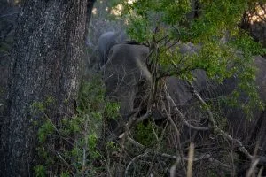 Eléphant de Kruger Parc se cache dans la savane