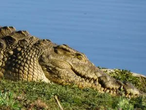 Un crocodile au soleil