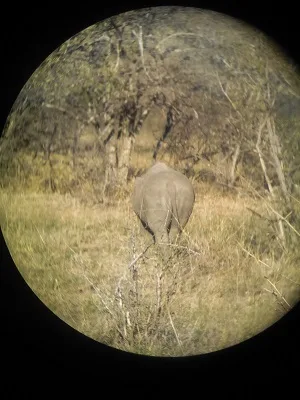 Rhinocéros photographié à travers des jumelles, cerclé de noir