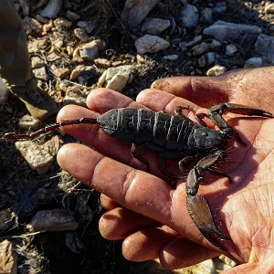 Scorpion buthidae