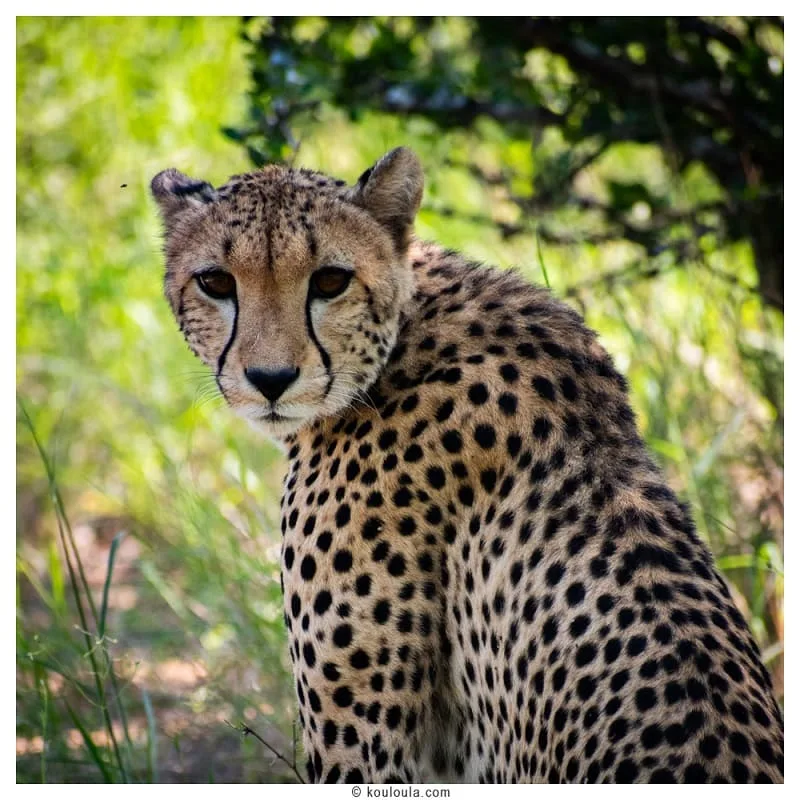 Un super guépard aperçu dans la région du Kruger
