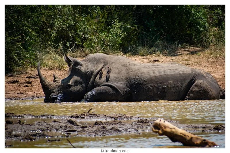 Un énorme rhinocéros au Hluhluwe Parc