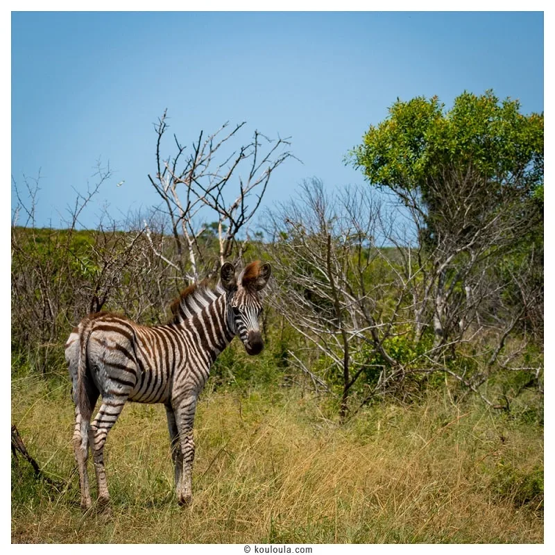 Petit zébreau croisé en Safari