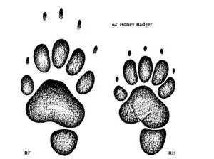 Trace de ratel - Liebenberg 1990 Field Guide Animal Tracks