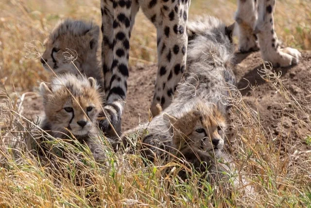 bébés guépard