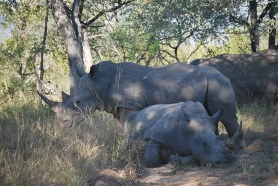 Rhinocéros blanc et son petit à l'ombre des arbres