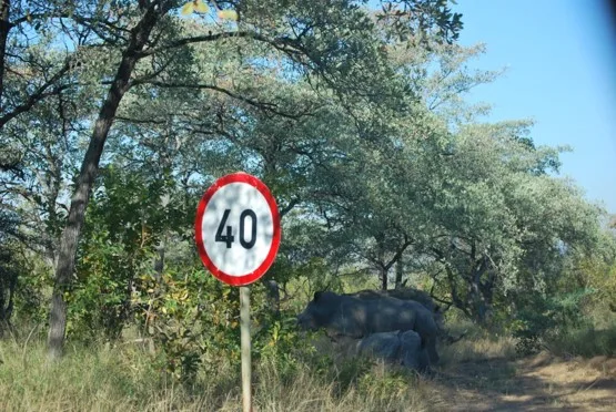 Rhinocéros dans les buissons derrière un panneau de limitation à 40