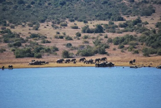 Troupeau d'éléphants au bord d'un point d'eau