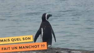 L'un des fameux manchots de Cape Town qui s'avance vers l'océan.