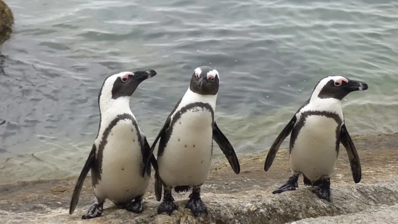 Trois manchots du Cap au bord de l'eau sur un rocher