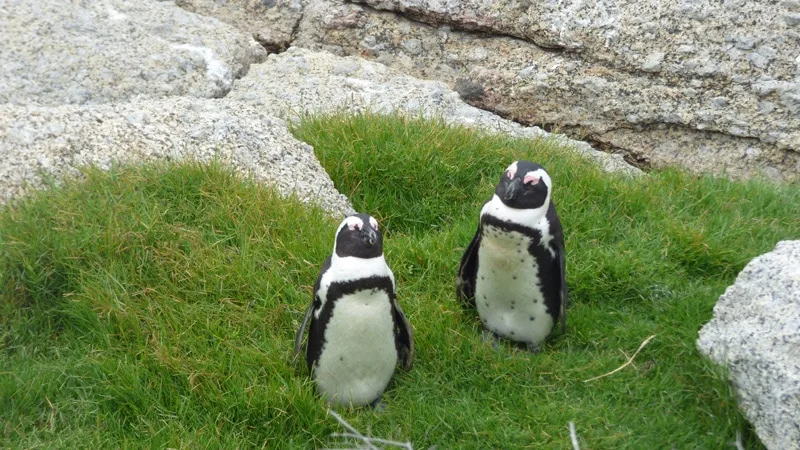 Deux manchots du Cap sur l'herbe entre les rochers