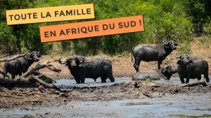 Troupeau de buffle dans une réserve en Afrique du Sud