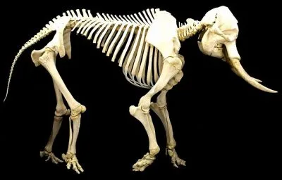 Image d'un squelette d'éléphant, pas un seul os !